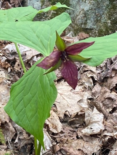 Trillium on AT